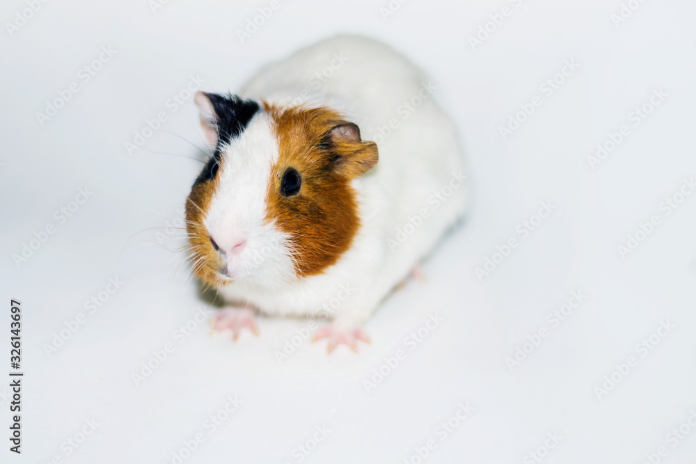 White Guinea pig on a white background with White Guinea pig on a white background with