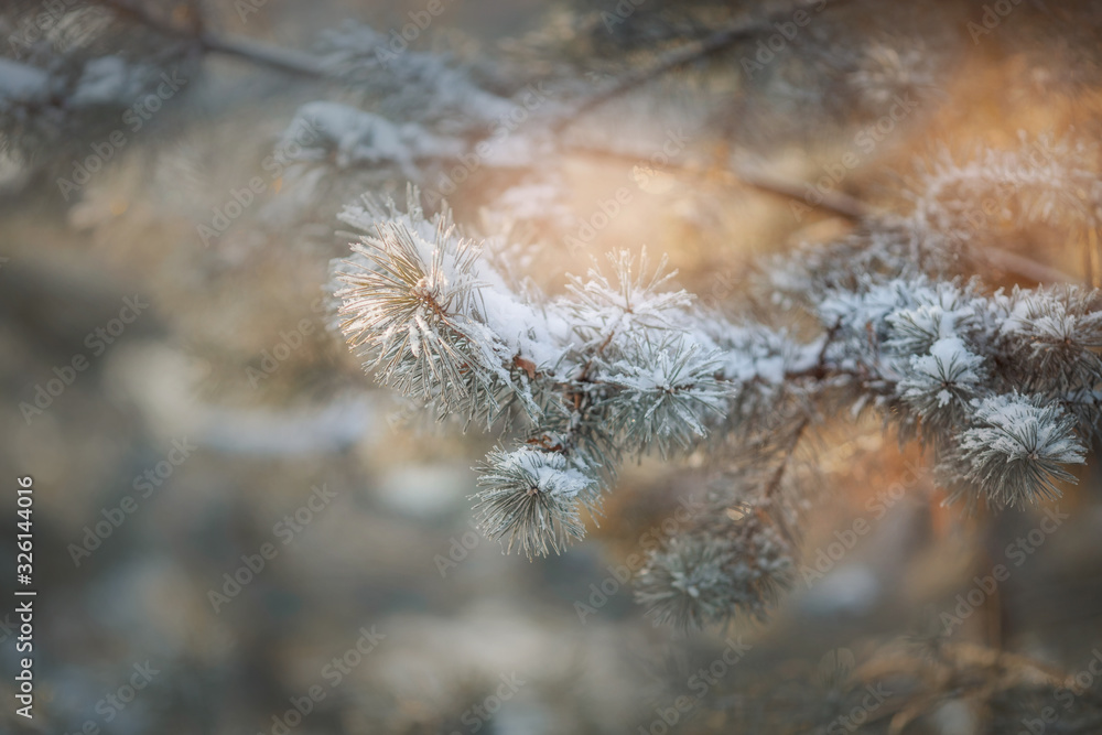 Nature detail at winter sunny day Nature detail at winter sunny day