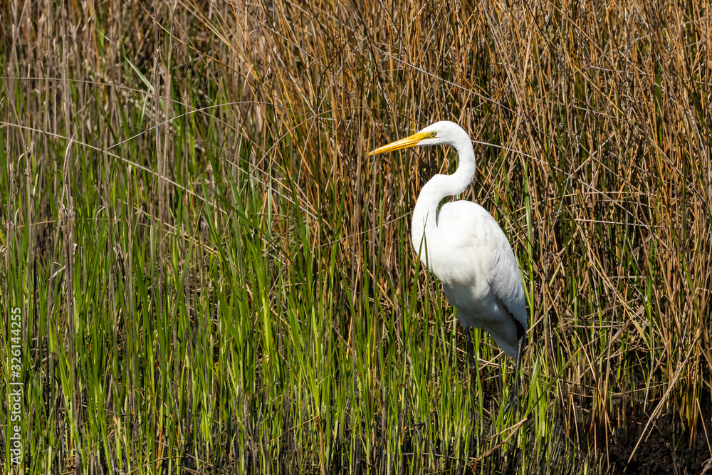 Fototapeta premium White Egret in the wetland
