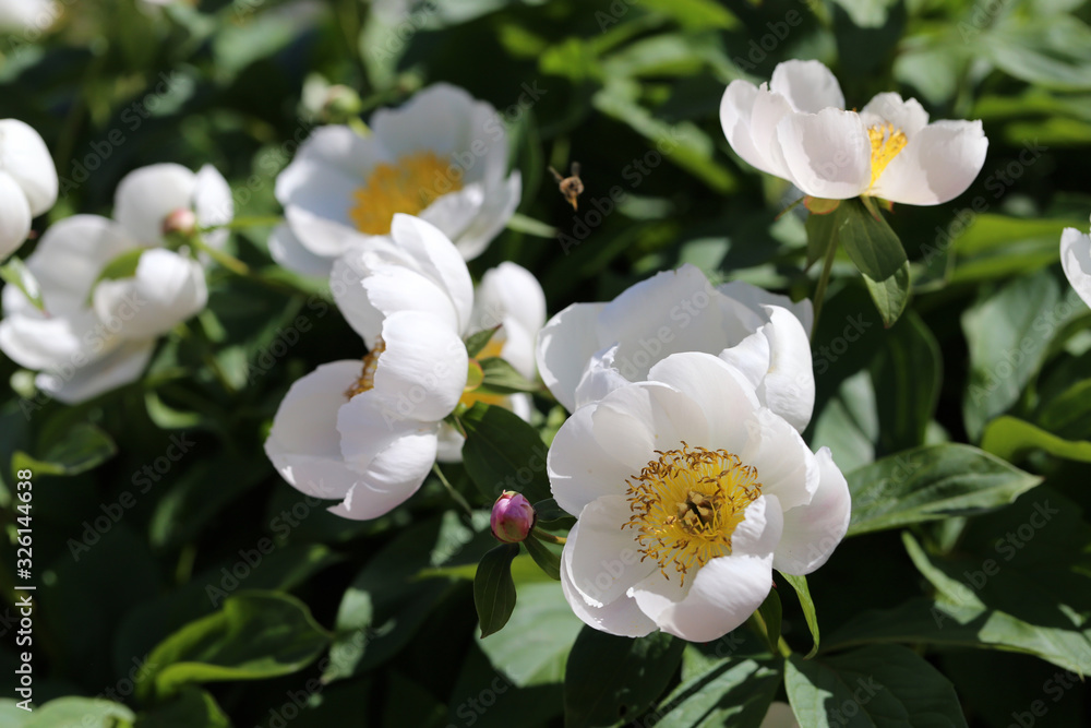 Obraz premium Rose bush with a lot of blooming white roses. Beautiful flowers photographed during a sunny spring day in Finland. Blossoming garden flowers with a lovely scent in a closeup color image.