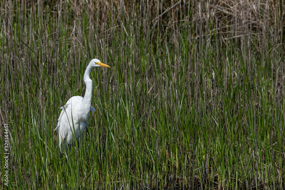Obraz premium White Egret in the wetland