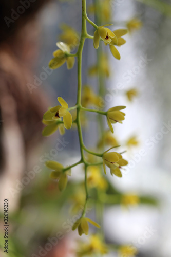 Creeper plant vines with beautiful small yellow flowers. Closeup color image with soft light colored bokeh background. Photographed indoors, part of home decor.