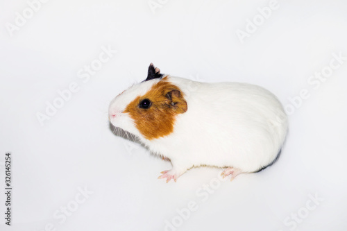 White Guinea pig on a white background with