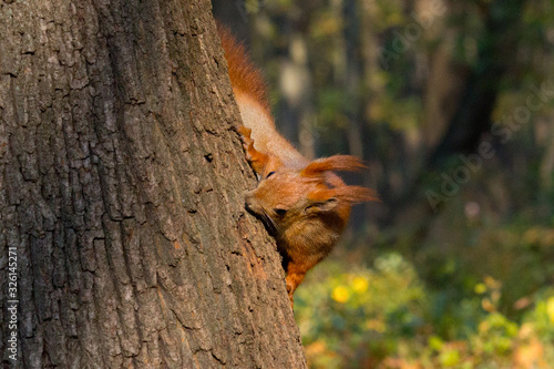 Squirrel in the autumn park © Talli