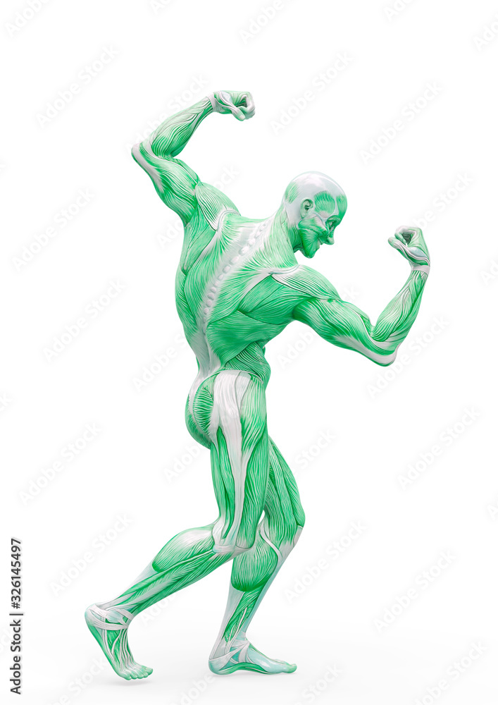 muscleman anatomy heroic body doing a bodybuilder pose two in white background muscleman anatomy heroic body doing a bodybuilder pose two in white background