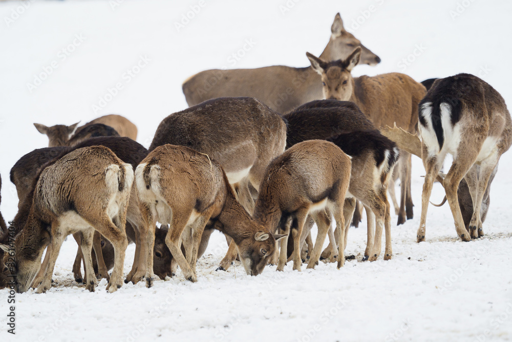 A large herd of European red deer, fallow deer and European mouflon on the feeding platform in winter. A large herd of European red deer, fallow deer and European mouflon on the feeding platform in winter.