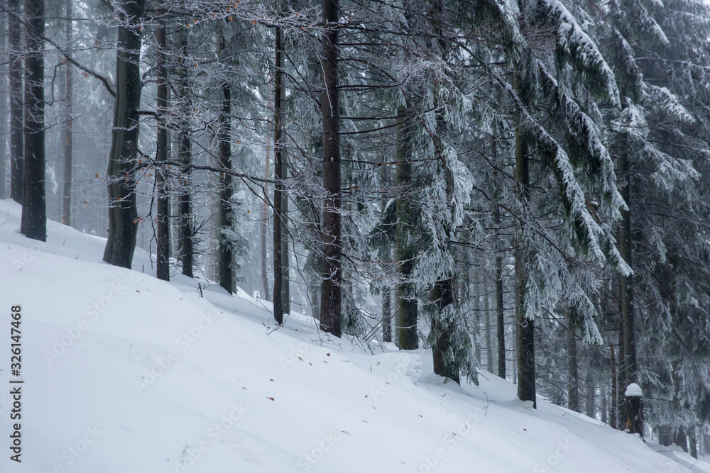 Black Forest Black Forest