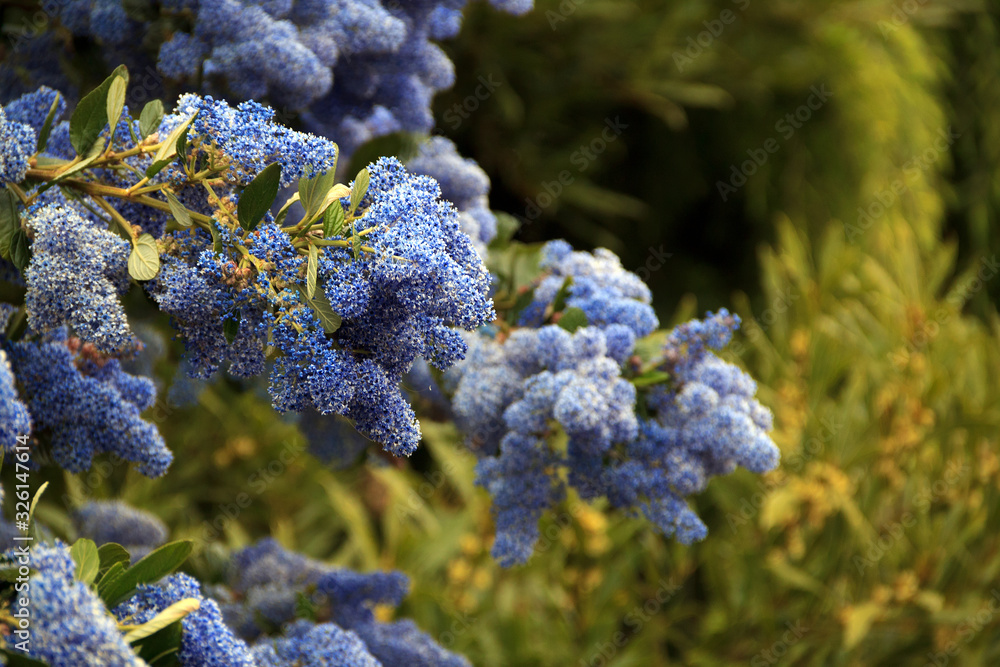 close up blue wisteria flowers in the garden. flowers against green leaves as background. blossom tree branch in springtime. bloom of spring trees in bright sunlight. copy space. close up blue wisteria flowers in the garden. flowers against green leaves as background. blossom tree branch in springtime. bloom of spring trees in bright sunlight. copy space.