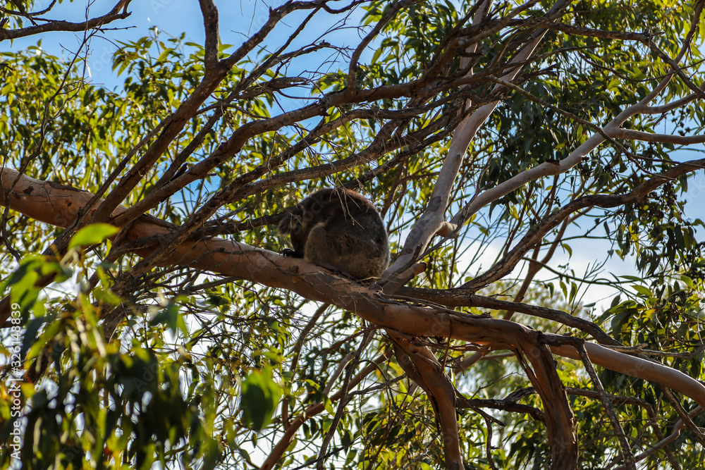 Fototapeta premium Cute koala sleeping on tree branches at daytime