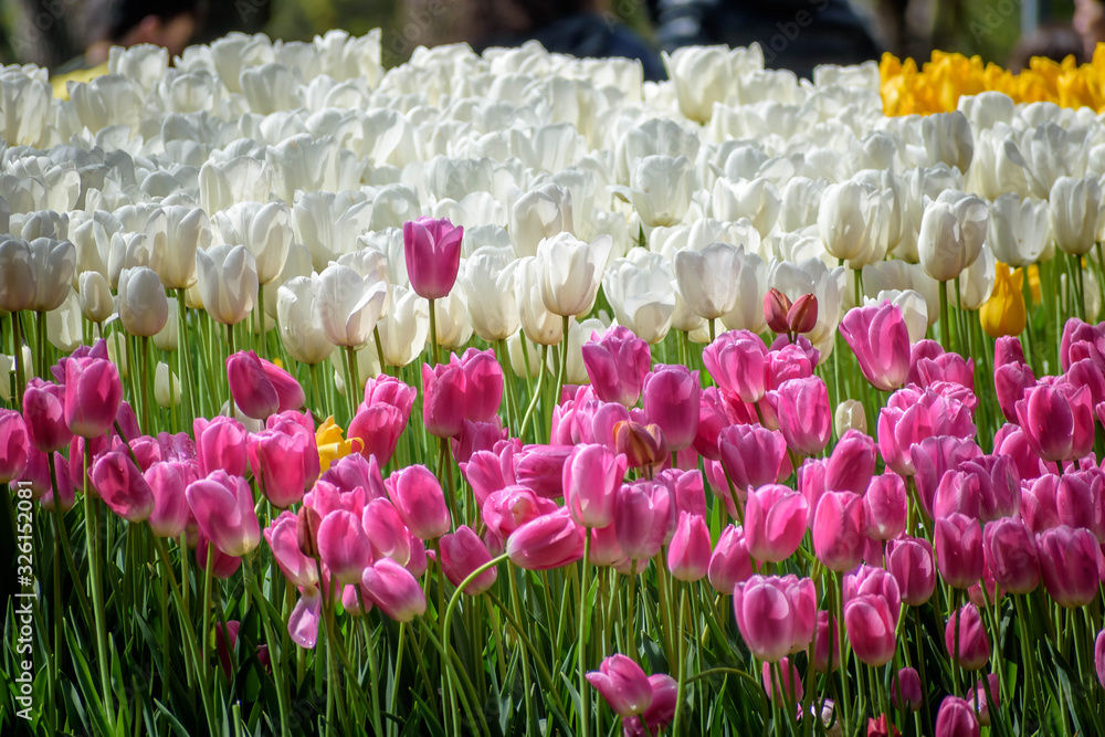 Fototapeta premium assorted white and pink tulips