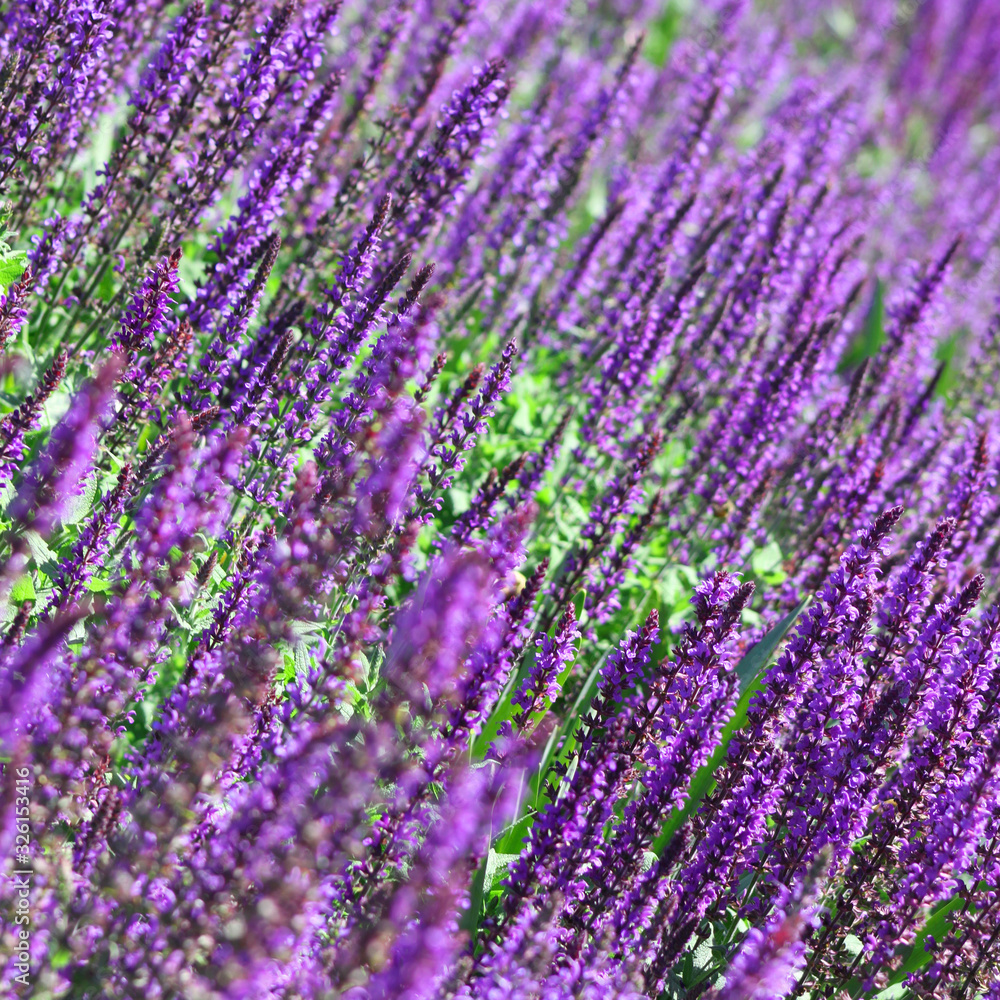 Obraz premium Uniquely beautiful field of lavender flowers