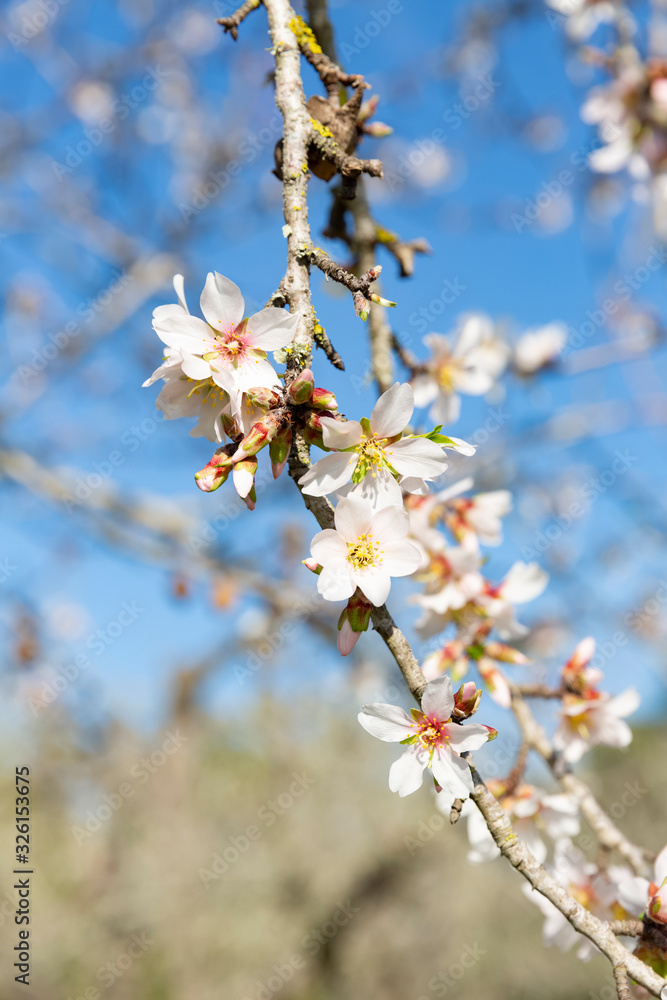 Fototapeta premium Beautiful flowers of five petals in white or pink tones, from which the fruits and their seeds will later emerged. They are the almonds of Mallorca.
