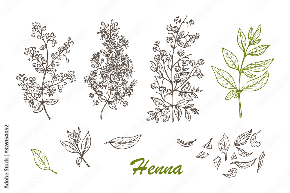 Medicinal plants Vector Set. Henna (Lawsonia inermis) plant: Branches