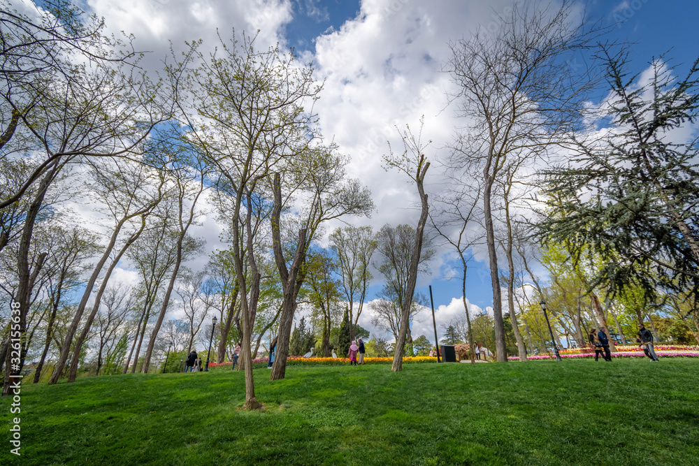 Trees in a park with a cloudy sky Trees in a park with a cloudy sky