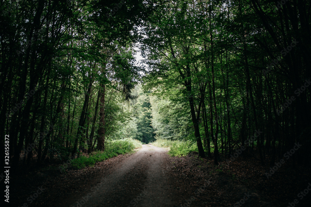 Fototapeta premium Waldweg