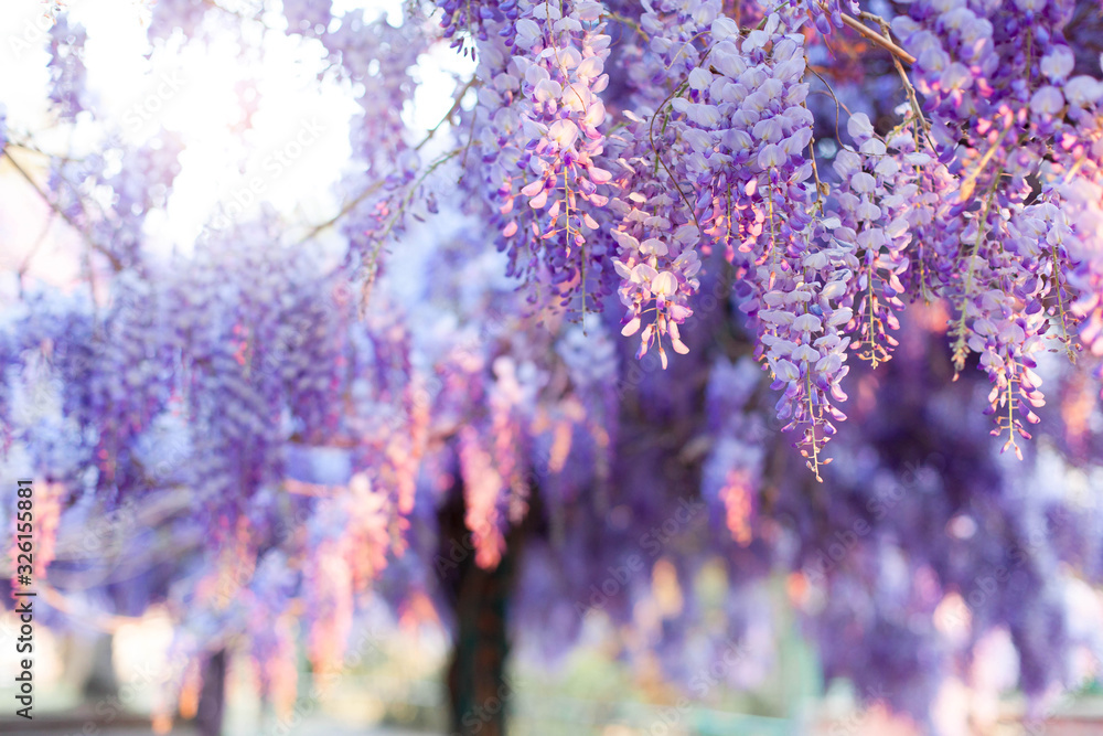 Spring blooming tree. Wisteria in sunset garden. Beautiful flowers blossom in Japanese park. - obrazy, fototapety, plakaty 