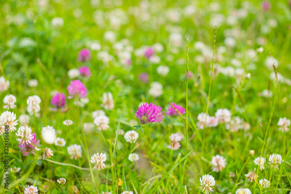 Summer meadow with various herbs, flowering meadow clover on a bright sunny spring day, spring mood, clover honey plant, close-up, selective focus, clover field.