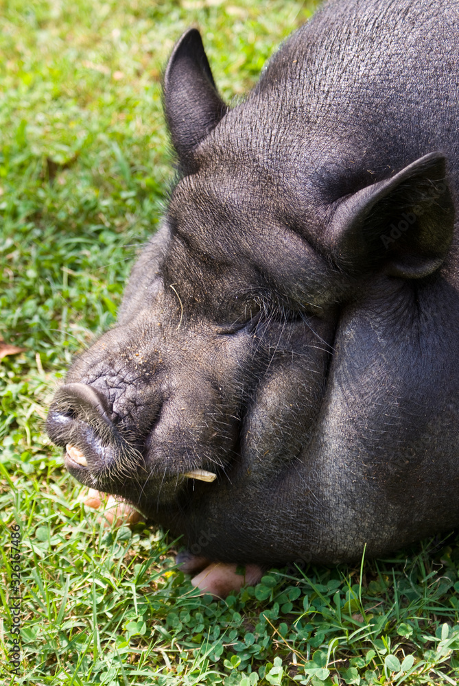 Fototapeta premium Pig