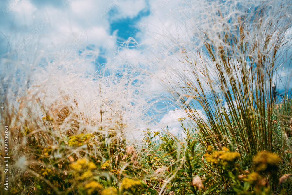 Green ears of grass against the sky Green ears of grass against the sky