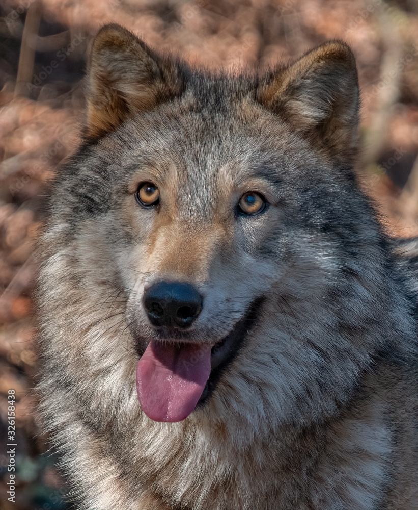Timber Wolf (Canis Lupus), North America