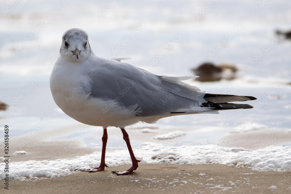 Saint Jean de Monts, Black-headed gull Saint Jean de Monts, Black-headed gull