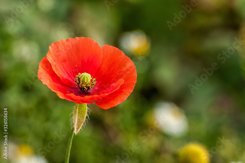 Klatschmohn Bl  te