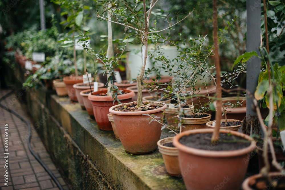.Tropical plants in pots. Greenhouse, seedlings. Tropics