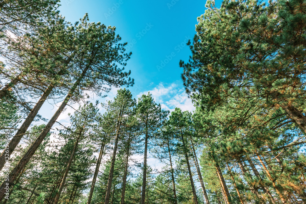 Fototapeta premium Tall pine trees