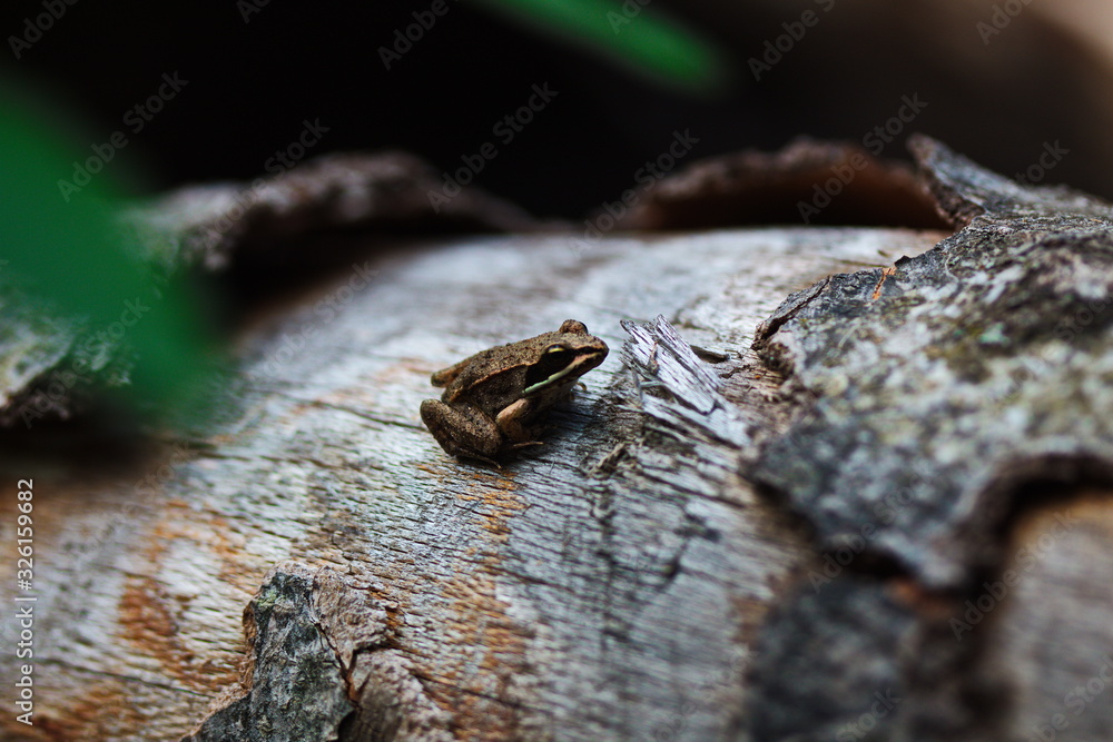 Obraz premium Small frog resting on a fallen log on the forest floor. Natural wildlife in Ontario, Canada.