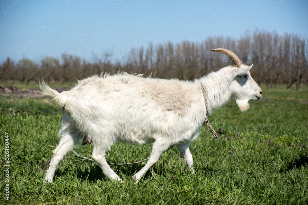 Fototapeta premium domestic goats graze on green grass