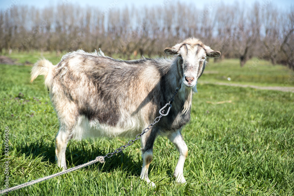 Obraz premium domestic goats graze on green grass