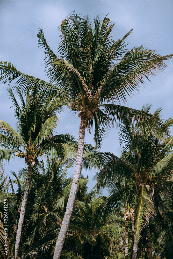 Entre palmeras se encuentra el parque natural de isla mujeres 