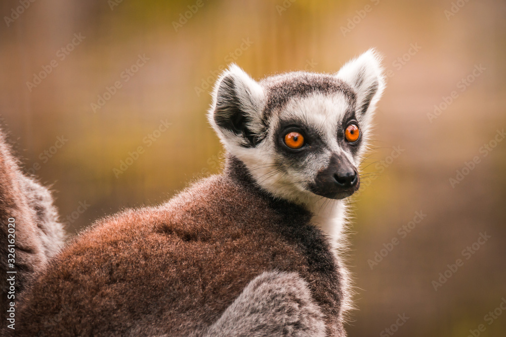 Fototapeta premium Close up of a ring-tailed lemur, Madagascar