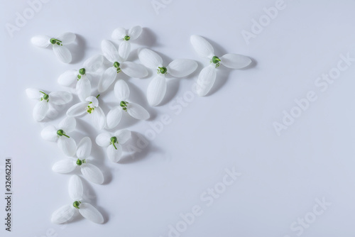  Snowdrop buds are on a white background. This is a spring composition.