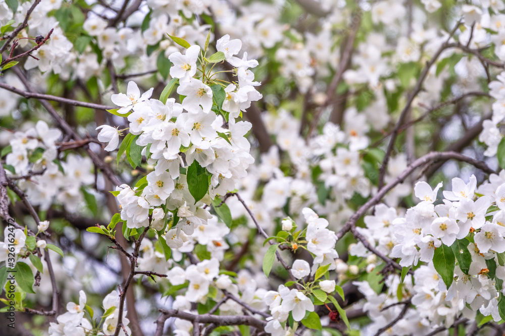 White blossoming apple trees. White blossoming apple trees.