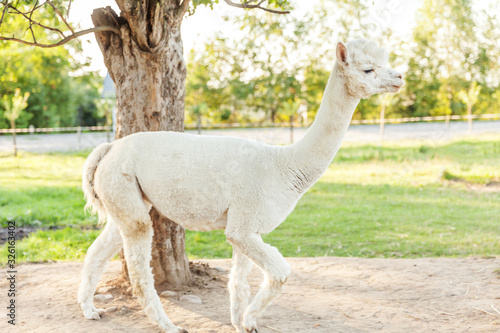 Cute alpaca with funny face relaxing on ranch in summer day. Domestic alpacas grazing on pasture in natural eco farm countryside background. Animal care and ecological farming concept