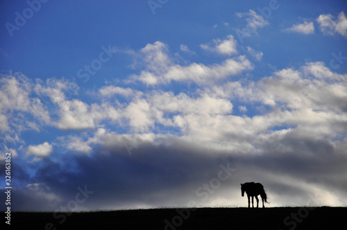 Fototapeta Naklejka Na Ścianę i Meble -   silhouette of a horse