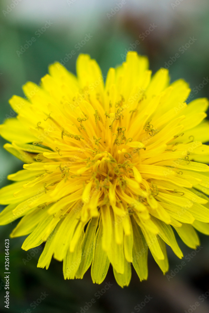 Yellow dandelion. Summer flower. Macto shooting. Yellow dandelion. Summer flower. Macto shooting.