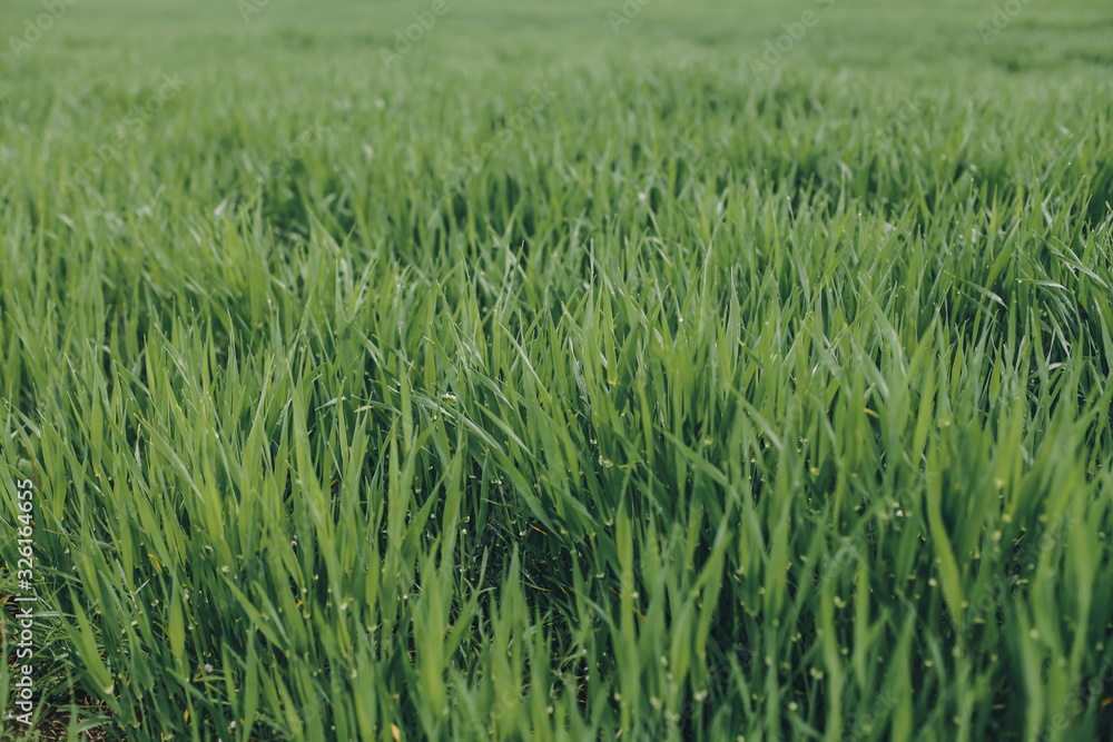 spring background. green fresh grass, ecology, protect nature spring background. green fresh grass, ecology, protect nature