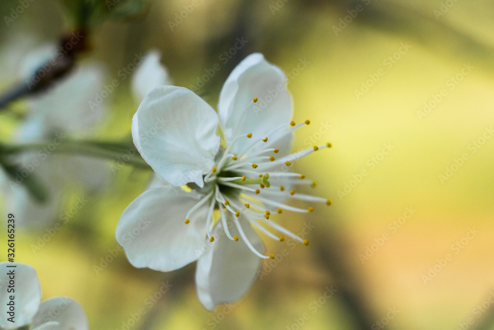 Fototapeta White flowers on the apple tree. Flowering time. Macro photo.