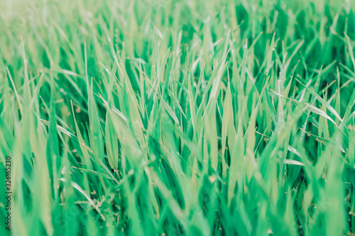 spring background. green fresh grass, ecology, protect nature