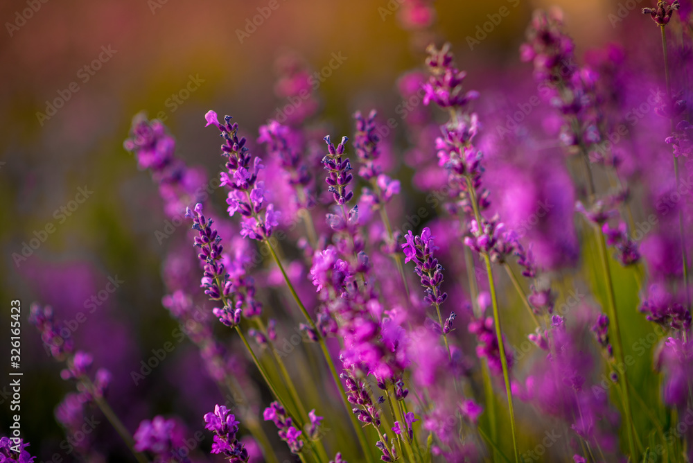 Fototapeta premium Beautiful lavender flowers close up on a field during sunset. Nature