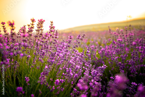 Canvas Print Beautiful lavender flowers close up on a field during sunset