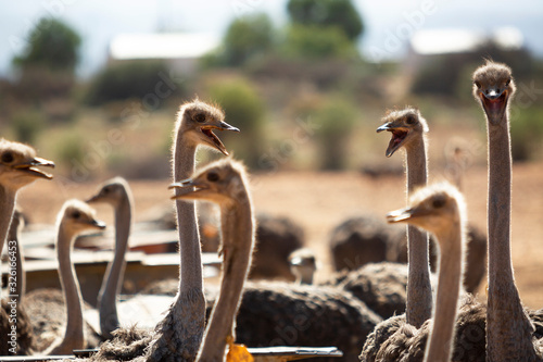 Photography Ostriches on a farm making lots of noise, bla bla bla, near Oudtshoorn, South Af