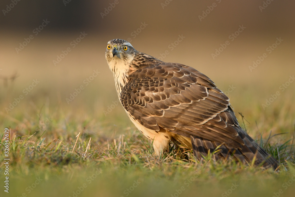 Northern goshawk (Accipiter gentilis) close up Northern goshawk (Accipiter gentilis) close up