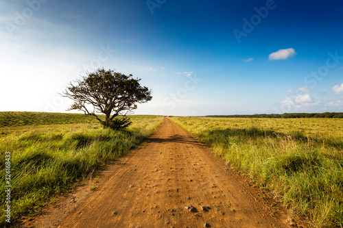 Gravel road and lonley tree into South African Savanna of iSimangaliso Wetland Park photo