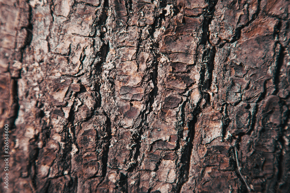 Relief texture background of the brown bark of a tree. Wallpaper for device Relief texture background of the brown bark of a tree. Wallpaper for device