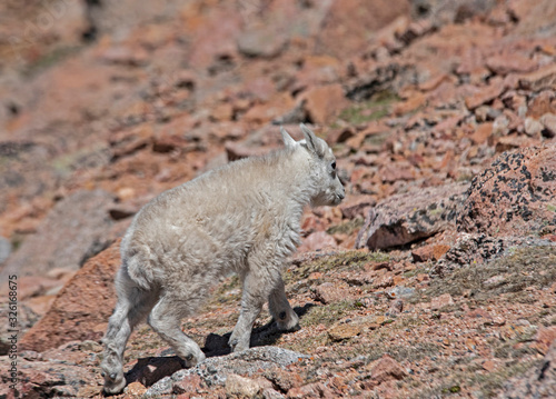 Little wild Mountain Goat on Mt. Evans in the spring.