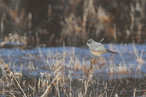 Say's phoebe (Sayornis saya) New Mexico USA photo