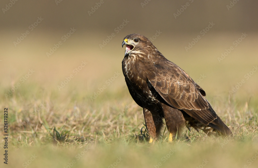 Common buzzard (Buteo buteo) close up Common buzzard (Buteo buteo) close up